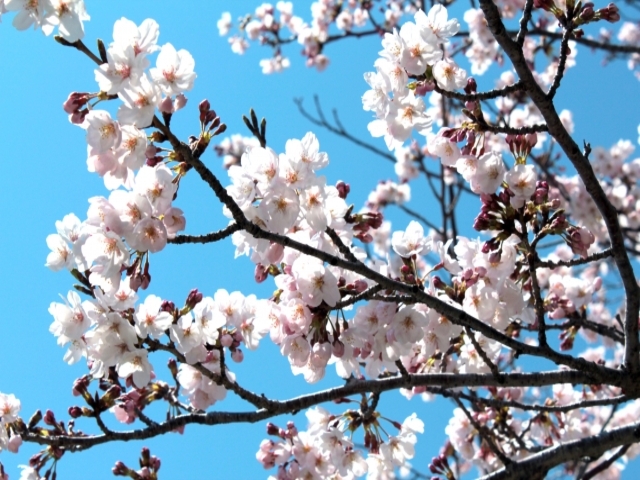 愛知県の風景：田原城の桜